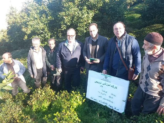 پایش تغذیه‌ای باغ‌های چای كرباسرا در بخش رحیم‌آباد شهرستان رودسر