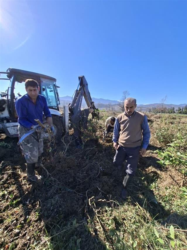 پیگیری برنامه تجمیع و ساماندهی بوته‌های چای در ایستگاه تحقیقات چای خالسر