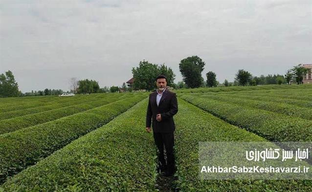 مسئول آموزش و ترویج پژوهشكده چای درپایگاه خبری «اخبار سبز كشاورزی»