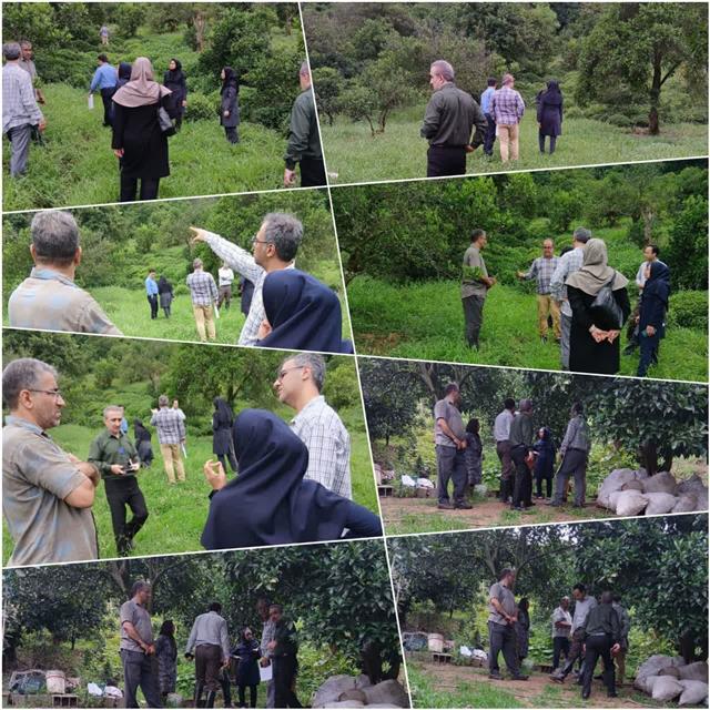 برگزاری روز مزرعه توسط پژوهشكده چای