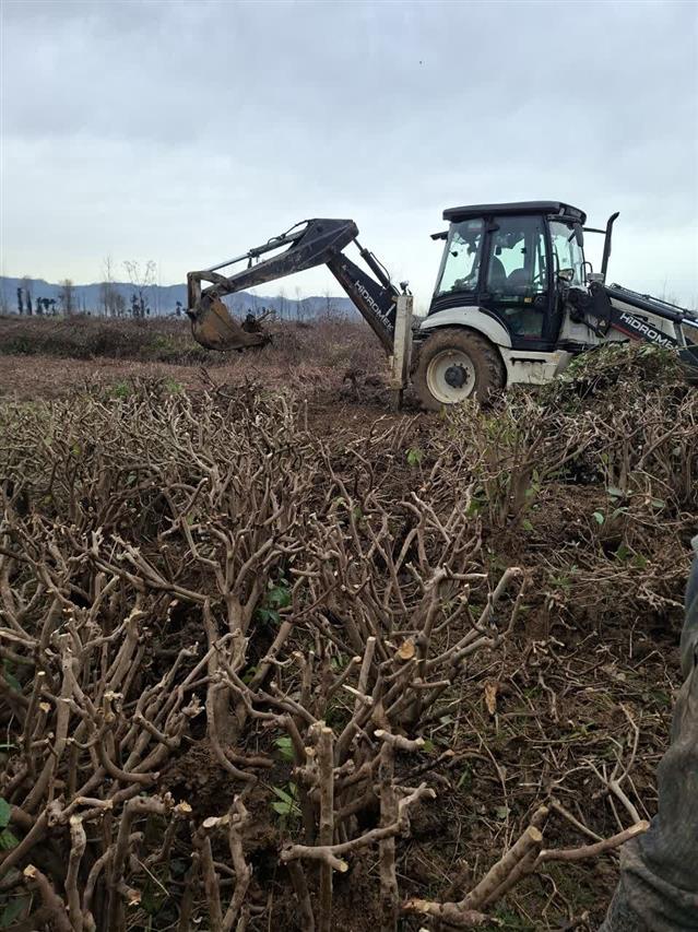 اجرای برنامه تجمیع و ساماندهی بوته‌های چای در ایستگاه تحقیقات چای خالسر