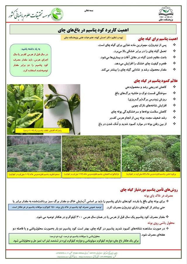 تهیه اینفوگرافیك اهمیت كاربرد كود پتاسیم در باغ‌های چای