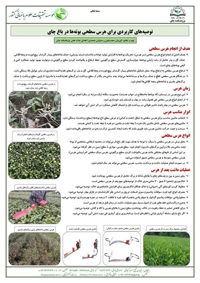 تهیه اینفوگرافیك توصیه‌های كاربردی برای هرس سطحی بوته‌ها در باغ چای