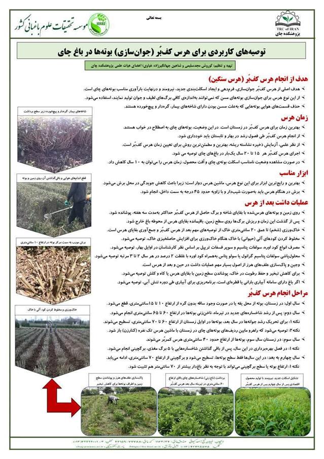 تهیه اینفوگرافیك توصیه‌های كاربردی برای هرس كف‌بر (جوان‌سازی‌) بوته‌ها در باغ چای
