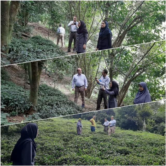 بررسی میدانی وضعیت باغ چای در روستای پیلدره املش