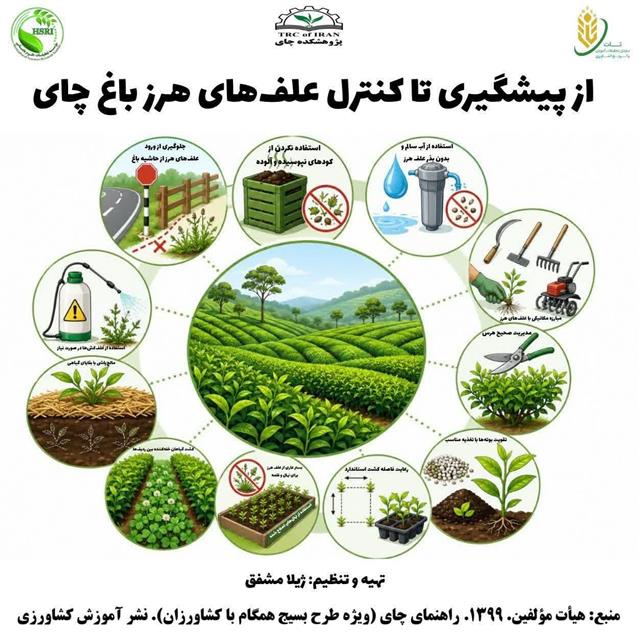 اینفوگرافیك از پیشگیری تا كنترل علف‌های هرز باغ چای